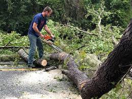 How Our Tree Care Process Works  in  Kure Beach, NC